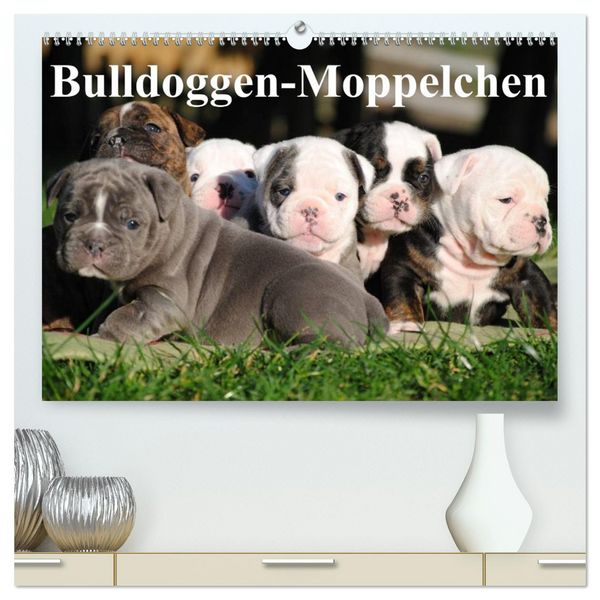 Produktbild: Bulldoggen-Moppelchen (hochwertiger Premium Wandkalender 2026 DIN A2 quer), Kunstdruck in Hochglanz