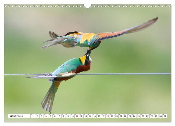 Produktbild: V&ouml;gel in der Extremadura (Wandkalender 2026 DIN A3 quer), CALVENDO Monatskalender