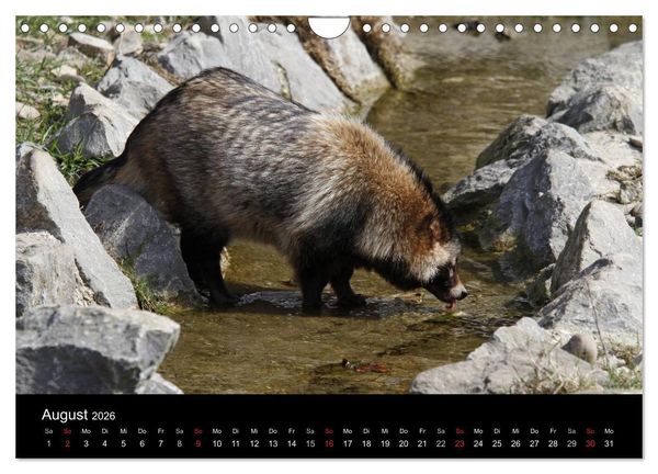Produktbild: Marderhunde (Wandkalender 2026 DIN A4 quer), CALVENDO Monatskalender