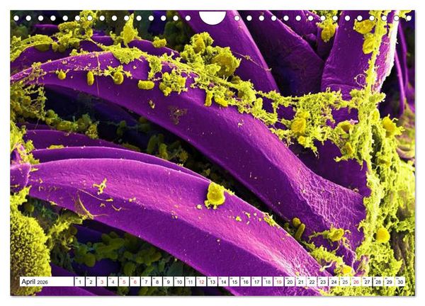 Produktbild: Mikrobiologie. Mikroorganismen, Genetik und Zellen (Wandkalender 2026 DIN A4 quer), CALVENDO Monatskalender