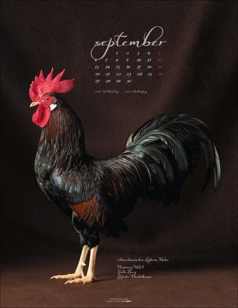 Produktbild: Pretty Chicks Kalender 2027