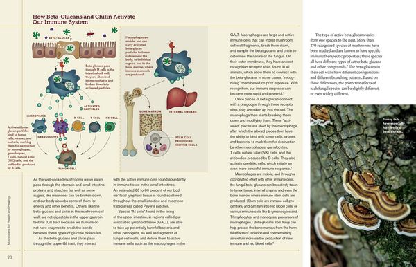 Produktbild: Christopher Hobbs's Medicinal Mushrooms: The Essential Guide