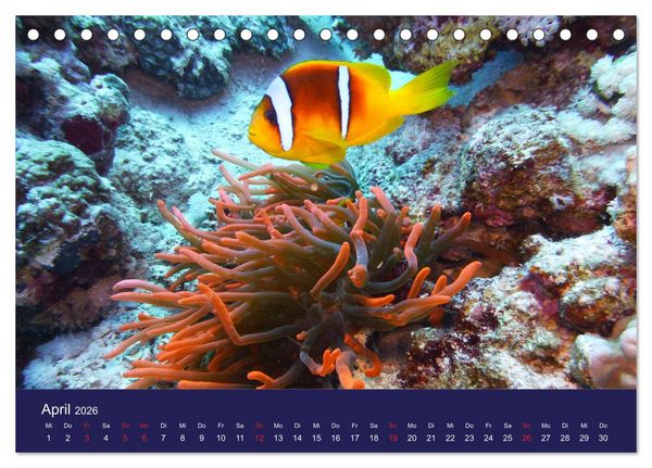 Produktbild: Wunderwelt Korallenriffe (Tischkalender 2026 DIN A5 quer), CALVENDO Monatskalender