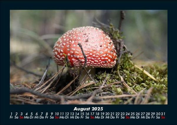 Produktbild: Waldzauber 2025 Fotokalender DIN A5