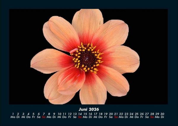 Produktbild: Blumentr&auml;ume 2026 Fotokalender DIN A4