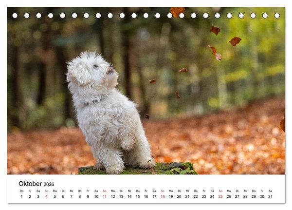 Produktbild: Moritz, der freche Malteser (Tischkalender 2026 DIN A5 quer), CALVENDO Monatskalender