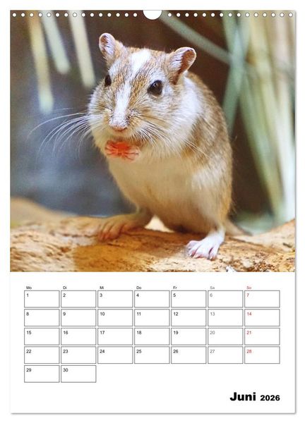 Produktbild: Mongolische Rennm&auml;use (Wandkalender 2026 DIN A3 hoch), CALVENDO Monatskalender