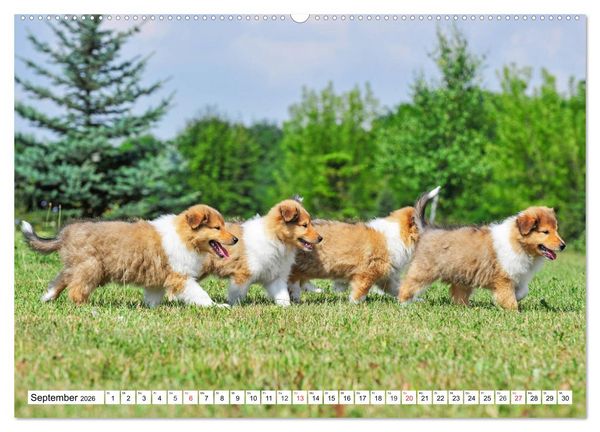 Produktbild: Colliewelpen - kleine Collies erobern die Welt (hochwertiger Premium Wandkalender 2026 DIN A2 quer), Kunstdruck in Hochglanz