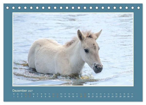 Produktbild: Die letzten Wilden - freilebende Pferde in D&uuml;lmen (Tischkalender 2027 DIN A5 quer), CALVENDO Monatskalender