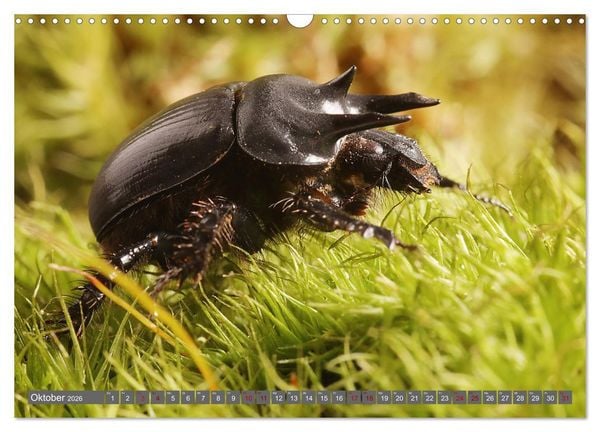 Produktbild: ABENTEUER K&Auml;FER (Wandkalender 2026 DIN A3 quer), CALVENDO Monatskalender
