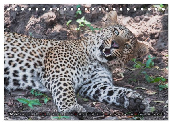 Produktbild: Leoparden - Geheimnisvolle J&auml;ger (Tischkalender 2026 DIN A5 quer), CALVENDO Monatskalender