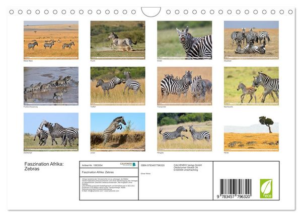 Produktbild: Faszination Afrika: Zebras (Wandkalender 2026 DIN A4 quer), CALVENDO Monatskalender