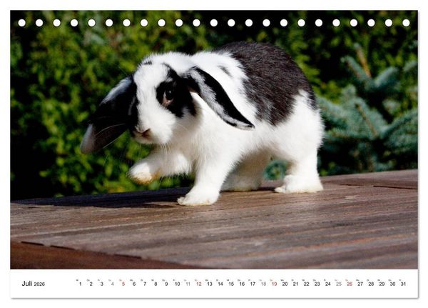 Produktbild: Kaninchen - knuddelige Hausgenossen (Tischkalender 2026 DIN A5 quer), CALVENDO Monatskalender