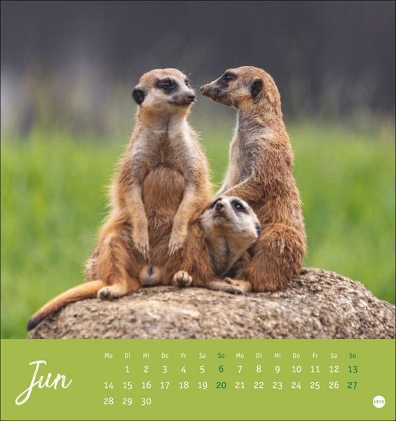 Produktbild: Erdm&auml;nnchen Postkartenkalender 2027