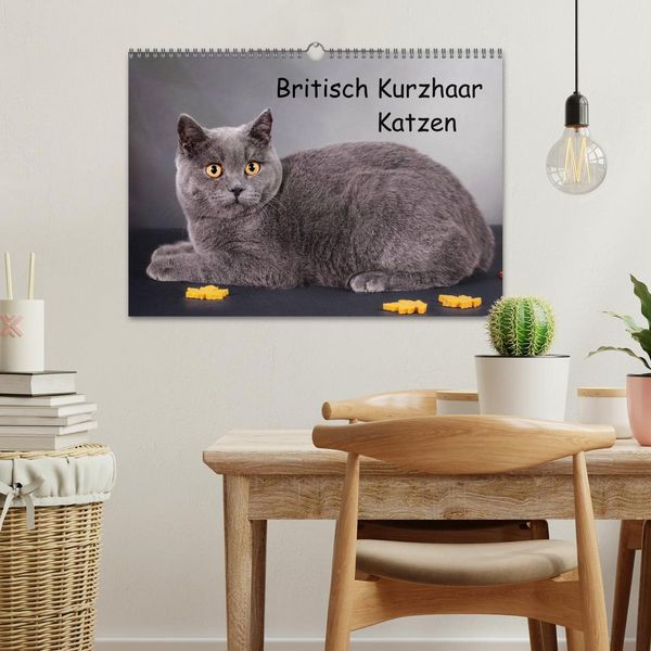 Produktbild: Britisch Kurzhaar Katzen (Wandkalender 2026 DIN A3 quer), CALVENDO Monatskalender
