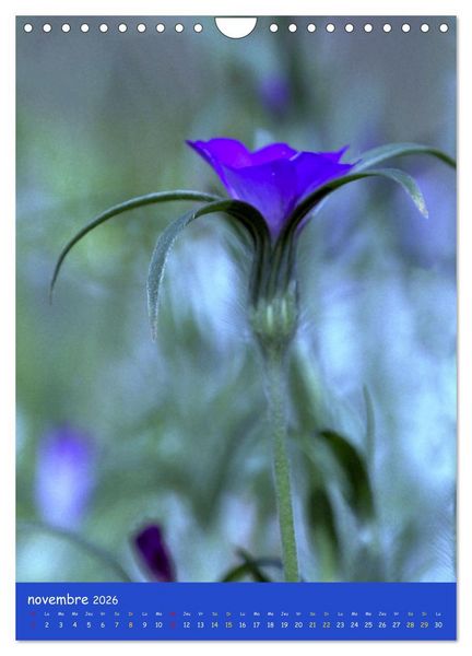 Produktbild: Promenade florale (Calendrier mural 2026 DIN A4 horizontal), CALVENDO calendrier mensuel