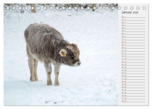 Produktbild: Die Kuh macht Muuuh! (Tischkalender 2026 DIN A5 quer), CALVENDO Monatskalender
