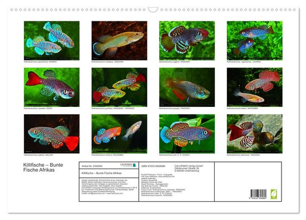 Produktbild: Killifische &ndash; Bunte Fische Afrikas (Wandkalender 2026 DIN A2 quer), CALVENDO Monatskalender