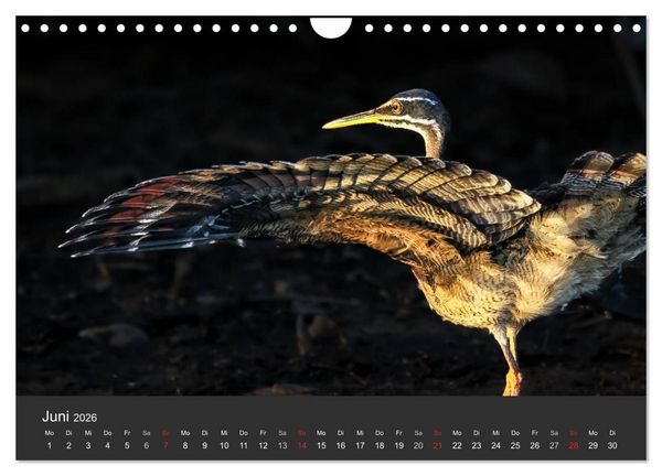 Produktbild: Wildlife Pantanal 2026 (Wandkalender 2026 DIN A4 quer), CALVENDO Monatskalender