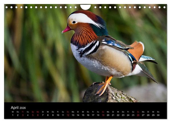 Produktbild: Tierkalender 2026 (Wandkalender 2026 DIN A4 quer), CALVENDO Monatskalender