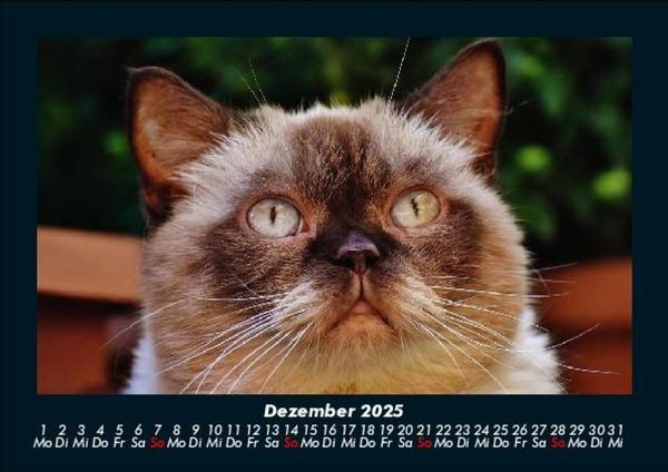 Produktbild: F&uuml;r Katzenfreunde 2025 Fotokalender DIN A5