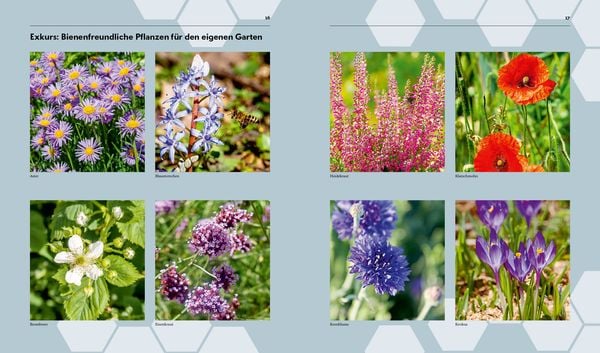 Produktbild: Imkern &ndash; Bienenhaltung f&uuml;r Einsteiger
