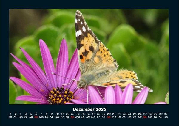 Produktbild: Blumentr&auml;ume 2026 Fotokalender DIN A4