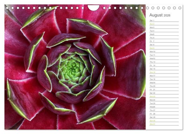 Produktbild: Sempervivum Fascinating Succulents (Wall Calendar 2026 DIN A4 landscape), CALVENDO 12 Month Wall Calendar