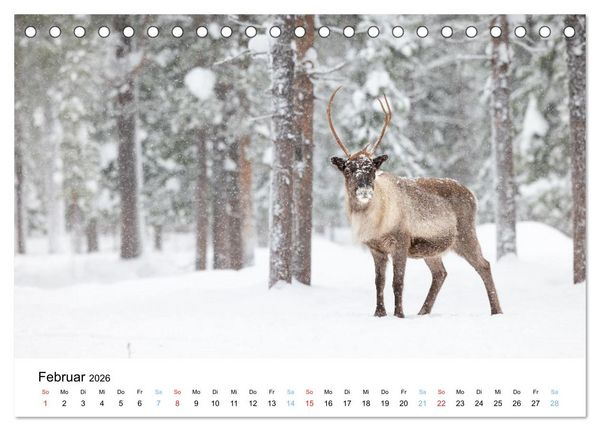 Produktbild: Tierwelt Skandinaviens (Tischkalender 2026 DIN A5 quer), CALVENDO Monatskalender