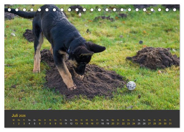 Produktbild: Deutscher Sch&auml;ferhund-Welpe - aus der Ostdeutschen Arbeitslinie (Tischkalender 2026 DIN A5 quer), CALVENDO Monatskalender