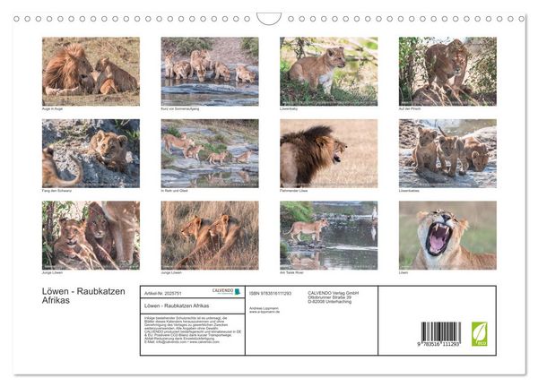 Produktbild: L&ouml;wen - Raubkatzen Afrikas (Wandkalender 2026 DIN A3 quer), CALVENDO Monatskalender