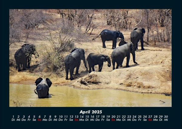 Produktbild: Der Elefantenkalender 2025 Fotokalender DIN A4