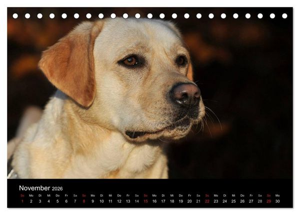 Produktbild: Labrador Retriever 2026 (Tischkalender 2026 DIN A5 quer), CALVENDO Monatskalender
