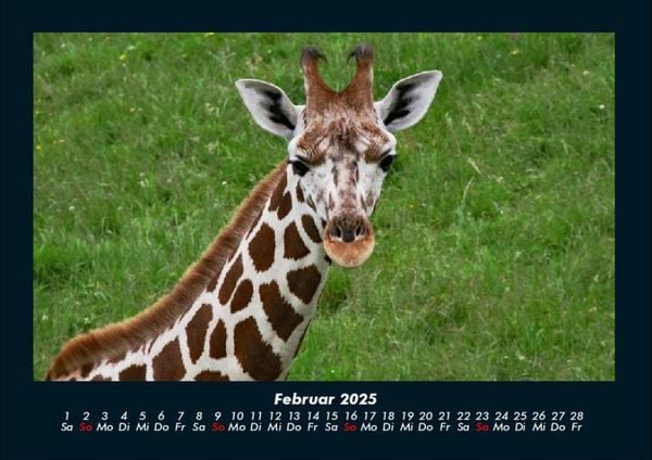 Produktbild: Tierkalender 2025 Fotokalender DIN A4