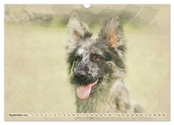 Produktbild: Altdeutsche H&uuml;tehunde 2026 (Wandkalender 2026 DIN A3 quer), CALVENDO Monatskalender