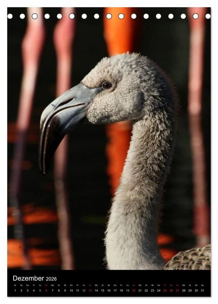 Produktbild: Flamingos - Eleganz in Rot und Rosa (Tischkalender 2026 DIN A5 hoch), CALVENDO Monatskalender