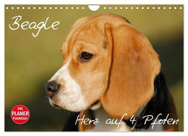 Beagle - Herz auf 4 Pfoten (Wandkalender 2026 DIN A4 quer), CALVENDO Monatskalender