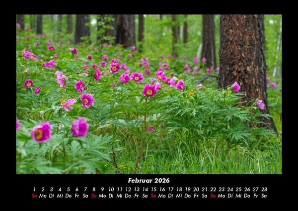 Produktbild: Blumentr&auml;ume 2026 Fotokalender DIN A3