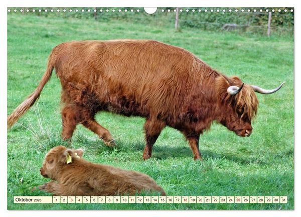 Produktbild: Die anmutigste Rinderrasse - Das schottische Hochlandrind (Wandkalender 2026 DIN A3 quer), CALVENDO Monatskalender
