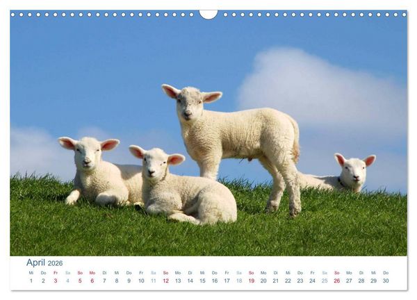 Produktbild: Schafe am Deich 2026. Tierische Impressionen von der Nordseek&uuml;ste (Wandkalender 2026 DIN A3 quer), CALVENDO Monatskalender