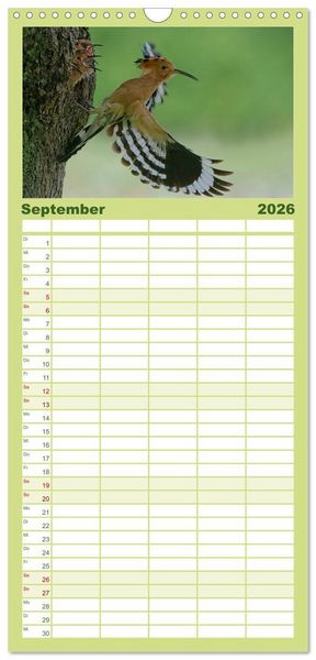 Produktbild: Familienplaner 2026 - Wiedehopf mit 5 Spalten (Wandkalender, 21 x 45 cm) CALVENDO