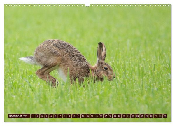 Produktbild: Zauberhafte Wesen - Reineke Fuchs und Meister Lampe (hochwertiger Premium Wandkalender 2026 DIN A2 quer), Kunstdruck in Hochglanz