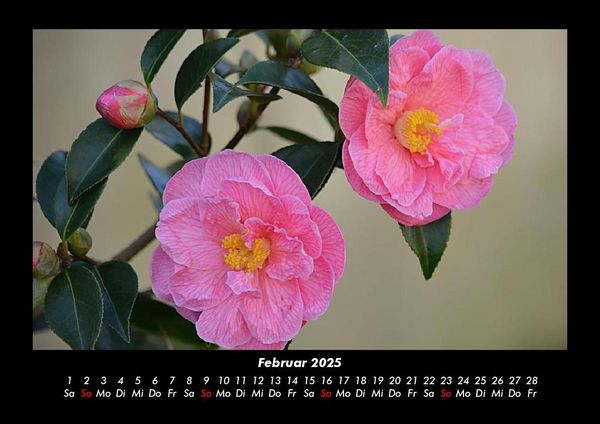 Produktbild: Rosen-Kalender 2025 Fotokalender DIN A3