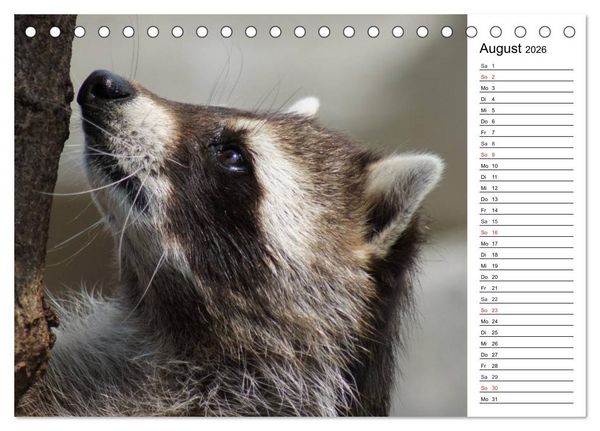 Produktbild: Faszinierende Tierportraits (Tischkalender 2026 DIN A5 quer), CALVENDO Monatskalender