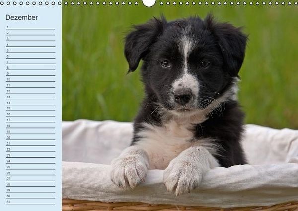 Produktbild: Der Border Collie Geburtstagskalender (Wandkalender immerw&auml;hrend DIN A3 quer)
