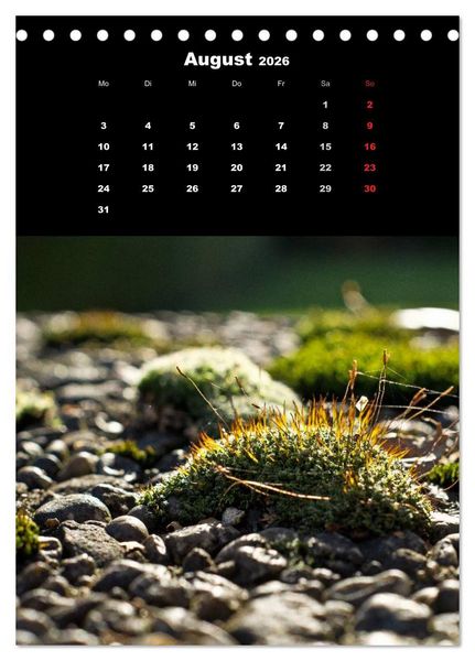 Produktbild: Die Welt der Moose. Ein Blick nach unten (Tischkalender 2026 DIN A5 hoch), CALVENDO Monatskalender