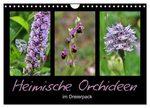Produktbild: Heimische Orchideen im Dreierpack (Wandkalender 2026 DIN A4 quer), CALVENDO Monatskalender