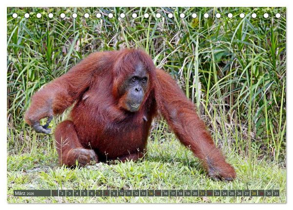 Produktbild: Waldmenschen - Orang Utans auf Borneo (Tischkalender 2026 DIN A5 quer), CALVENDO Monatskalender
