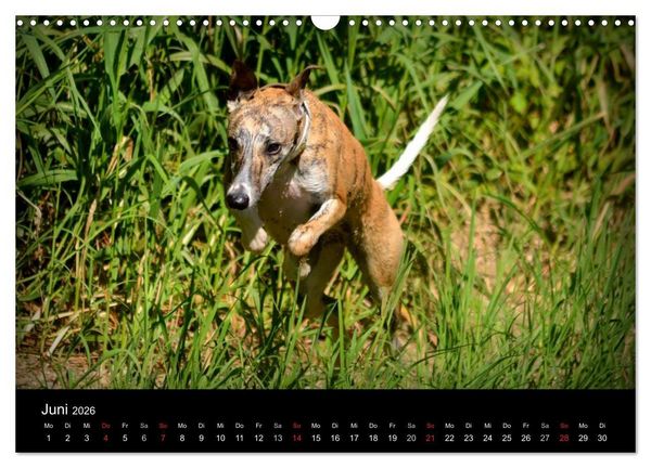 Produktbild: Whippets in Aktion (Wandkalender 2026 DIN A3 quer), CALVENDO Monatskalender