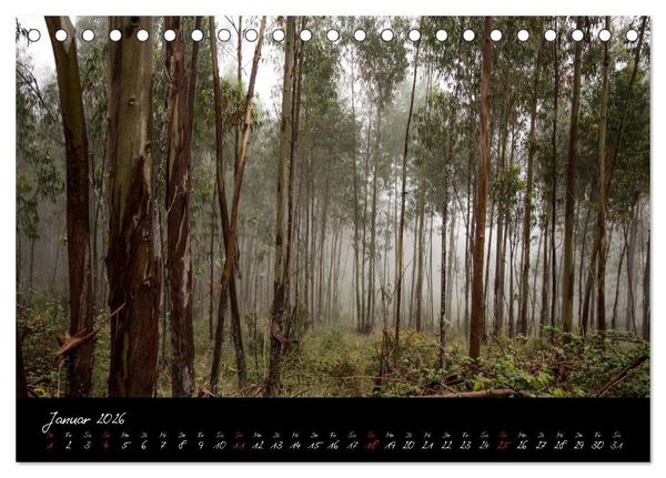 Produktbild: Wald (Tischkalender 2026 DIN A5 quer), CALVENDO Monatskalender